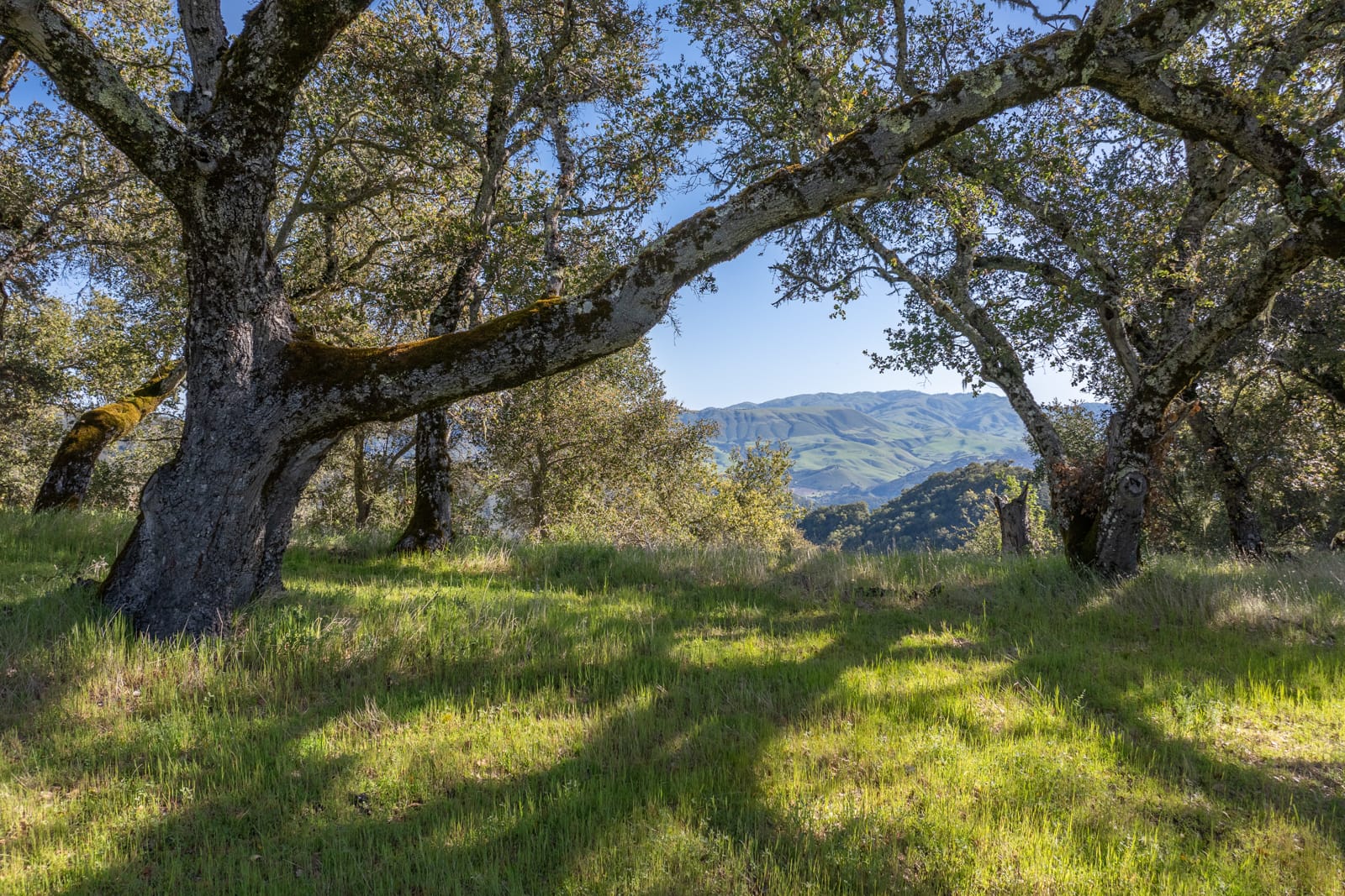 10 - 7_Long_Ridge_Trail_019 - © Canning Properties Group 2025