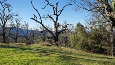 24 Long Ridge9 - © Compass Weathers Gannaway Team 2023