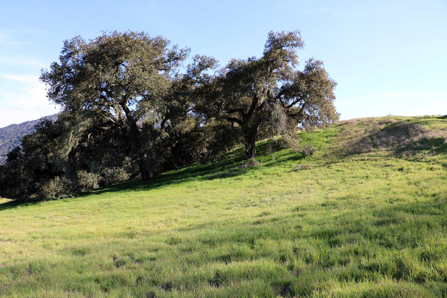 5 Black Mountain Trail - IMG_0780 - © Bambace Peterson 2025