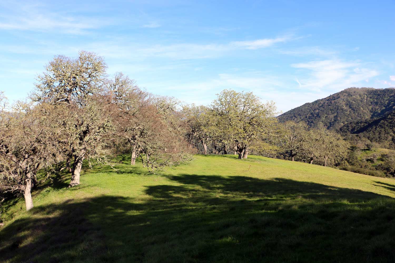 5 Black Mountain Trail - IMG_0781 - © Bambace Peterson 2025