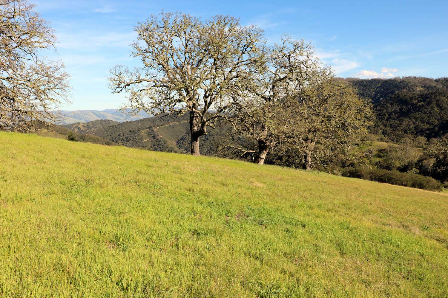 5 Black Mountain Trail - IMG_0793 - © Bambace Peterson 2025