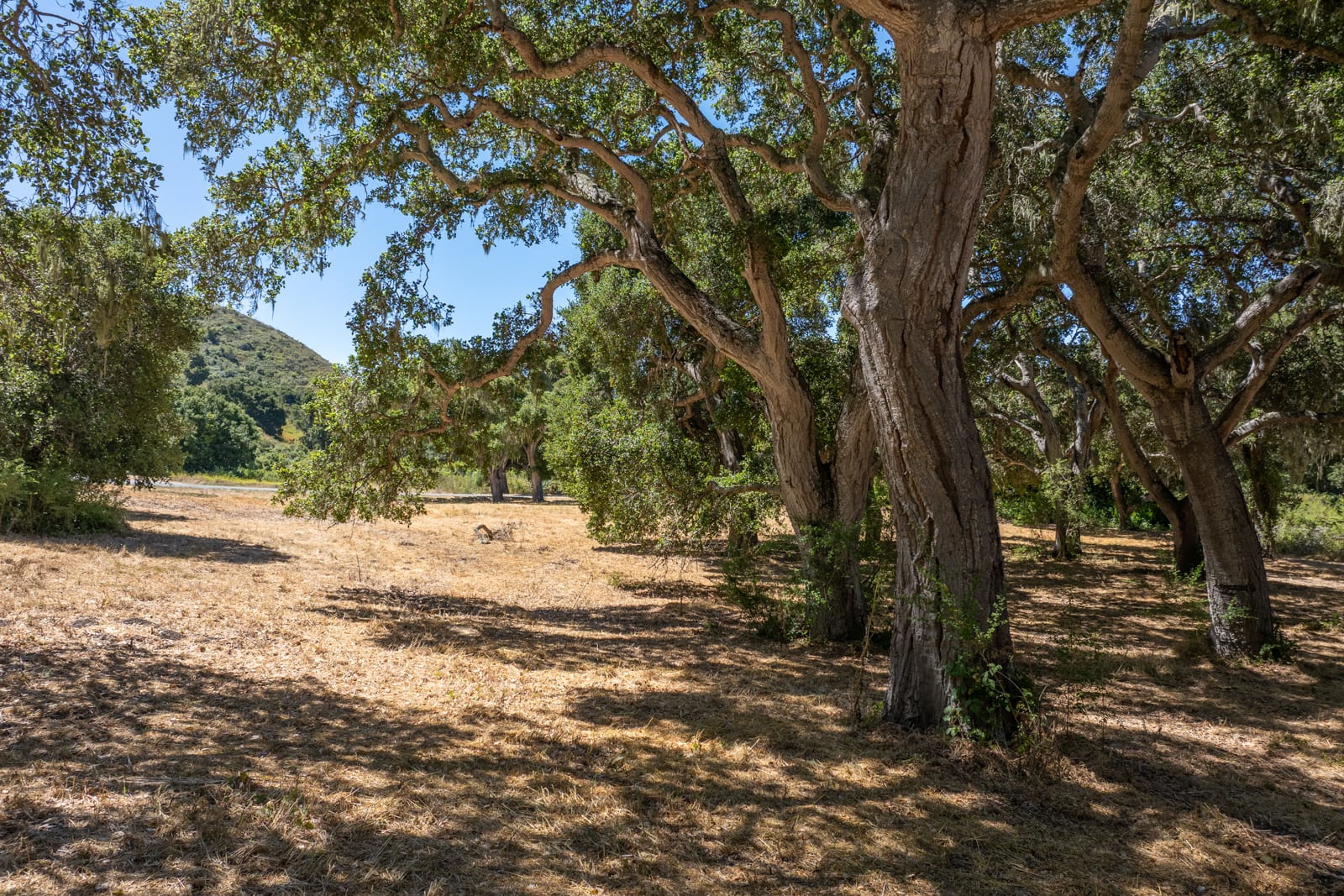 7 - 4_Goodrich_Trail_015 - © Canning Properties Group 2025