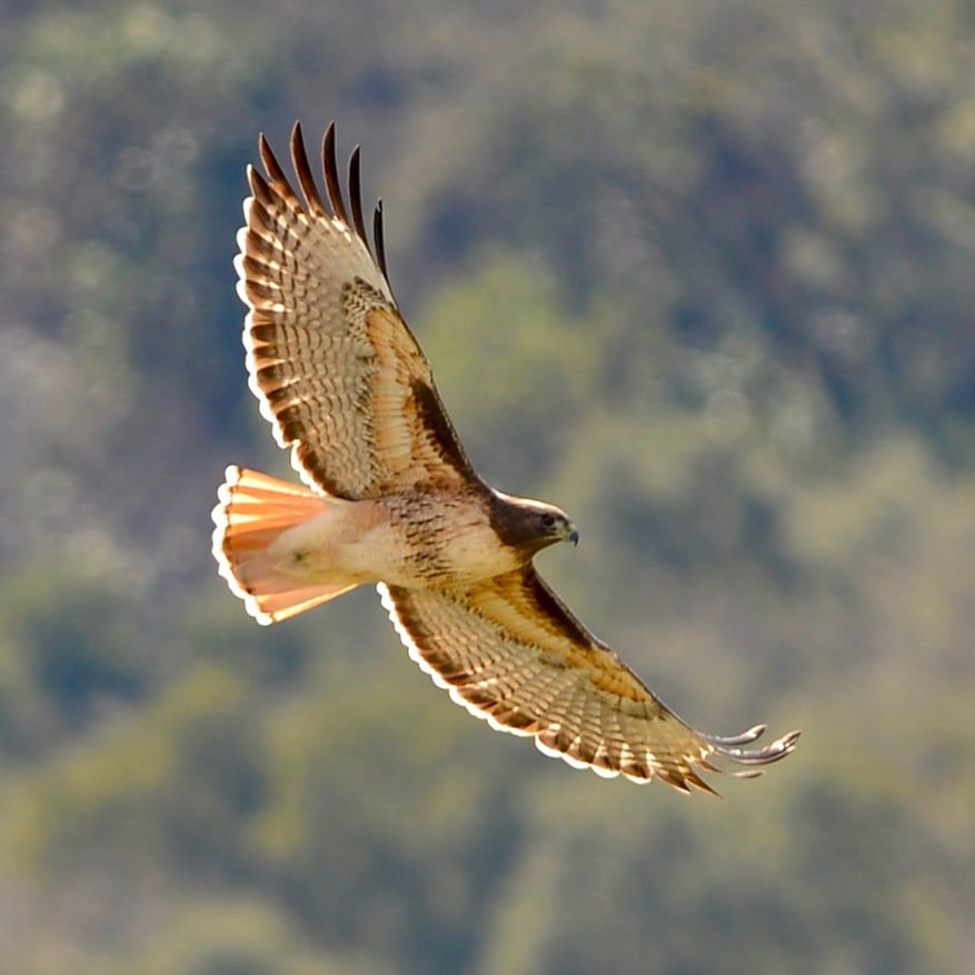 A flying red-tailed hawk with its wings stretched out in front of blurry trees.