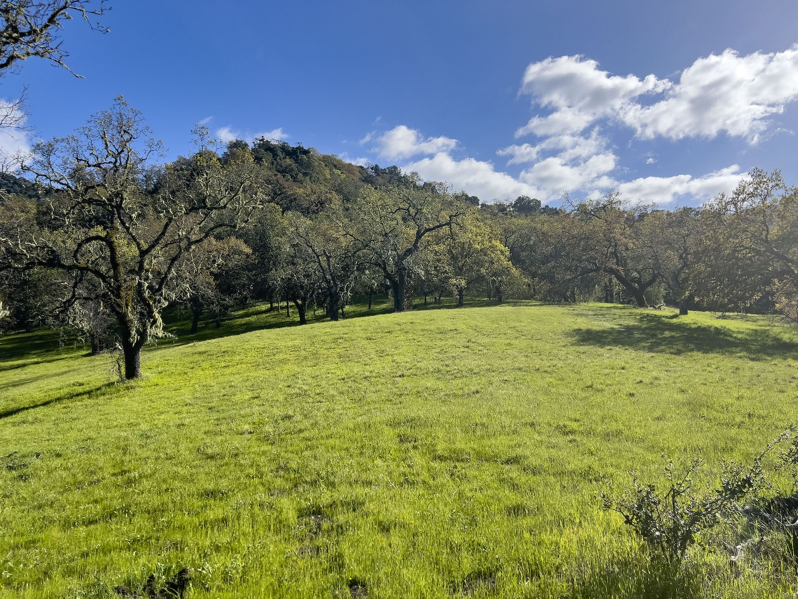 Lot 105 22 Arroyo Sequoia 2024