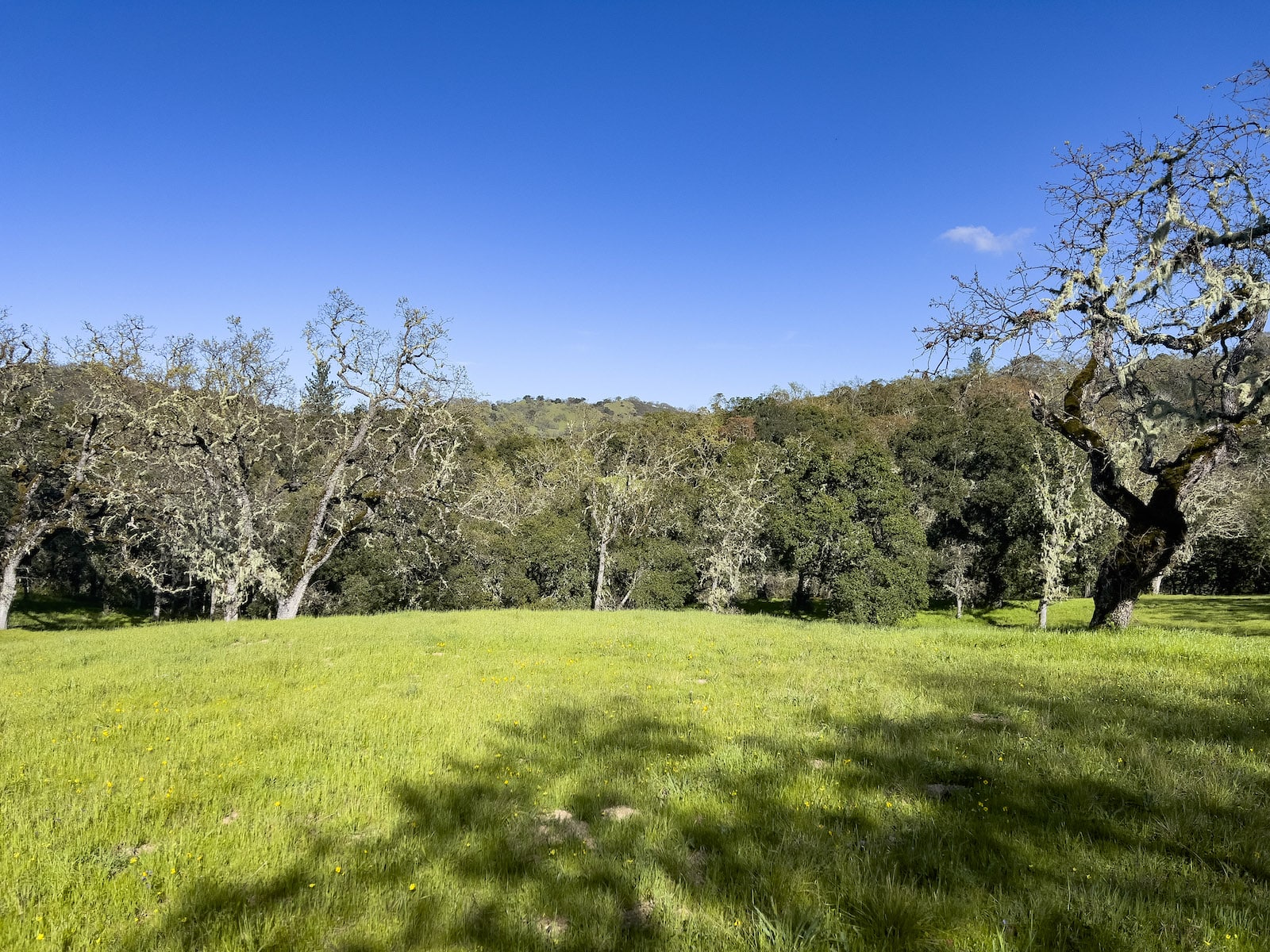 Lot 105 22 Arroyo Sequoia 2024