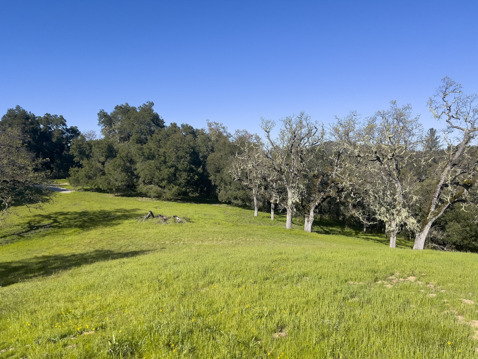 Lot 105 22 Arroyo Sequoia 2024