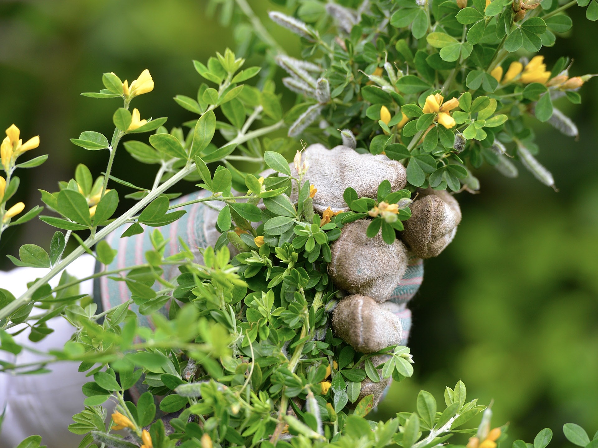 A gloved hand grabbing a green branch with tiny yellow flowers growing from it.